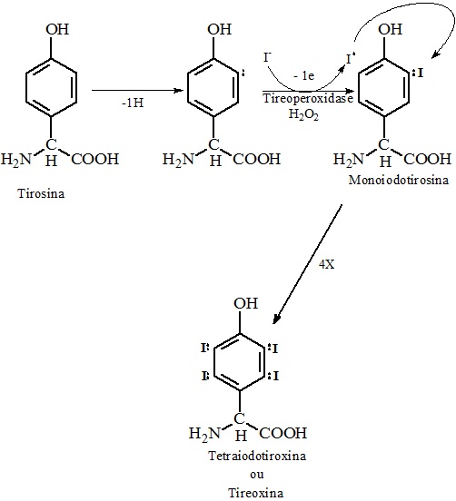 Síntese da Tri-iodotironina