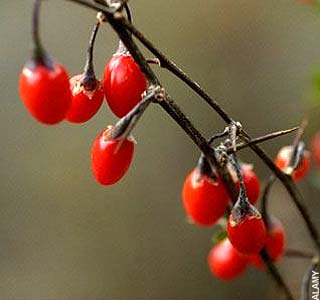 Gobi berry