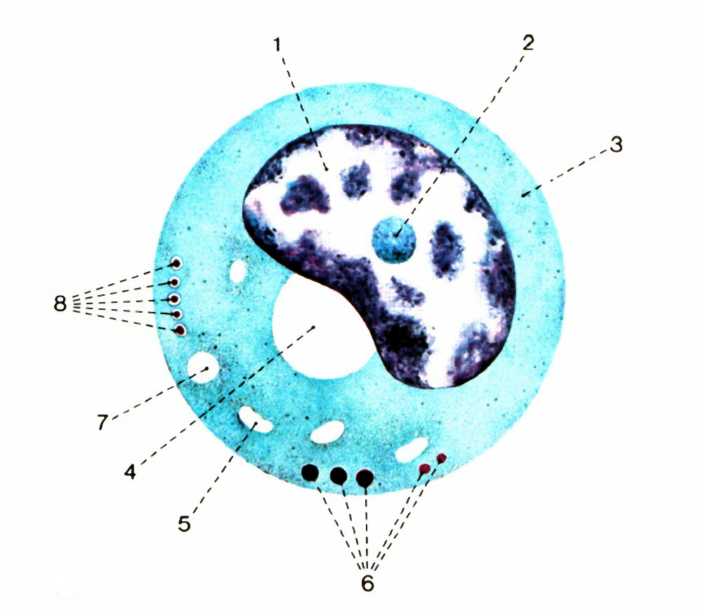 Organelas citoplasmticas coradas