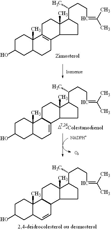 Do Zimosterol ao Desmosterol