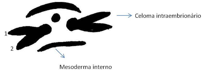 Mesodermas