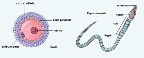 Compara&ccedil;&atilde;o entre ov&oacute;cito e espermatoz&oacute;ide